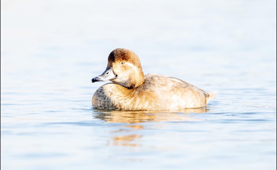 Just a cute little duck!