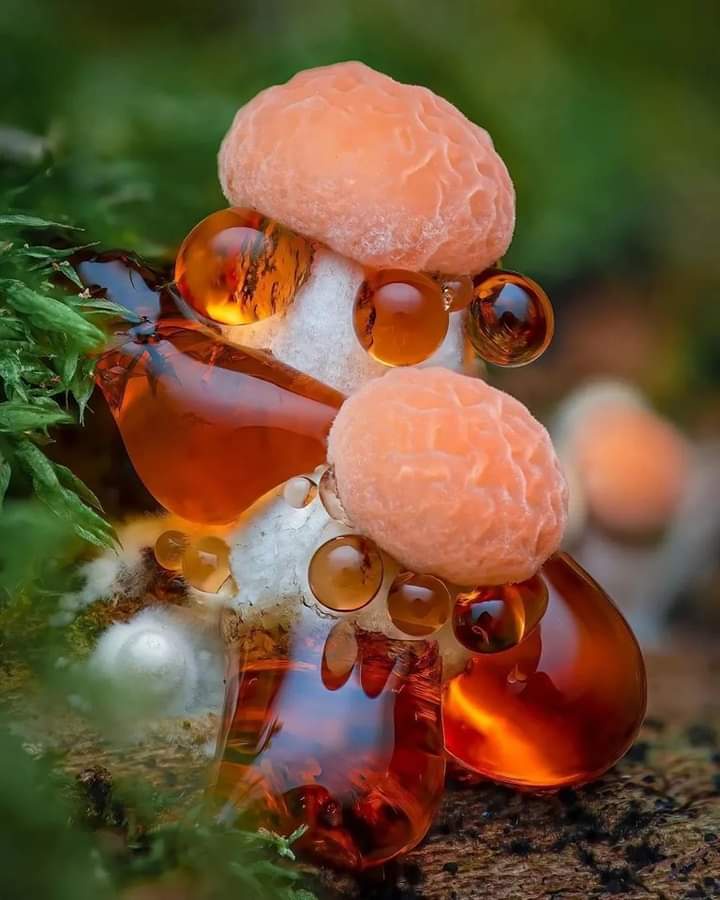 The Vibrant Color of Orange