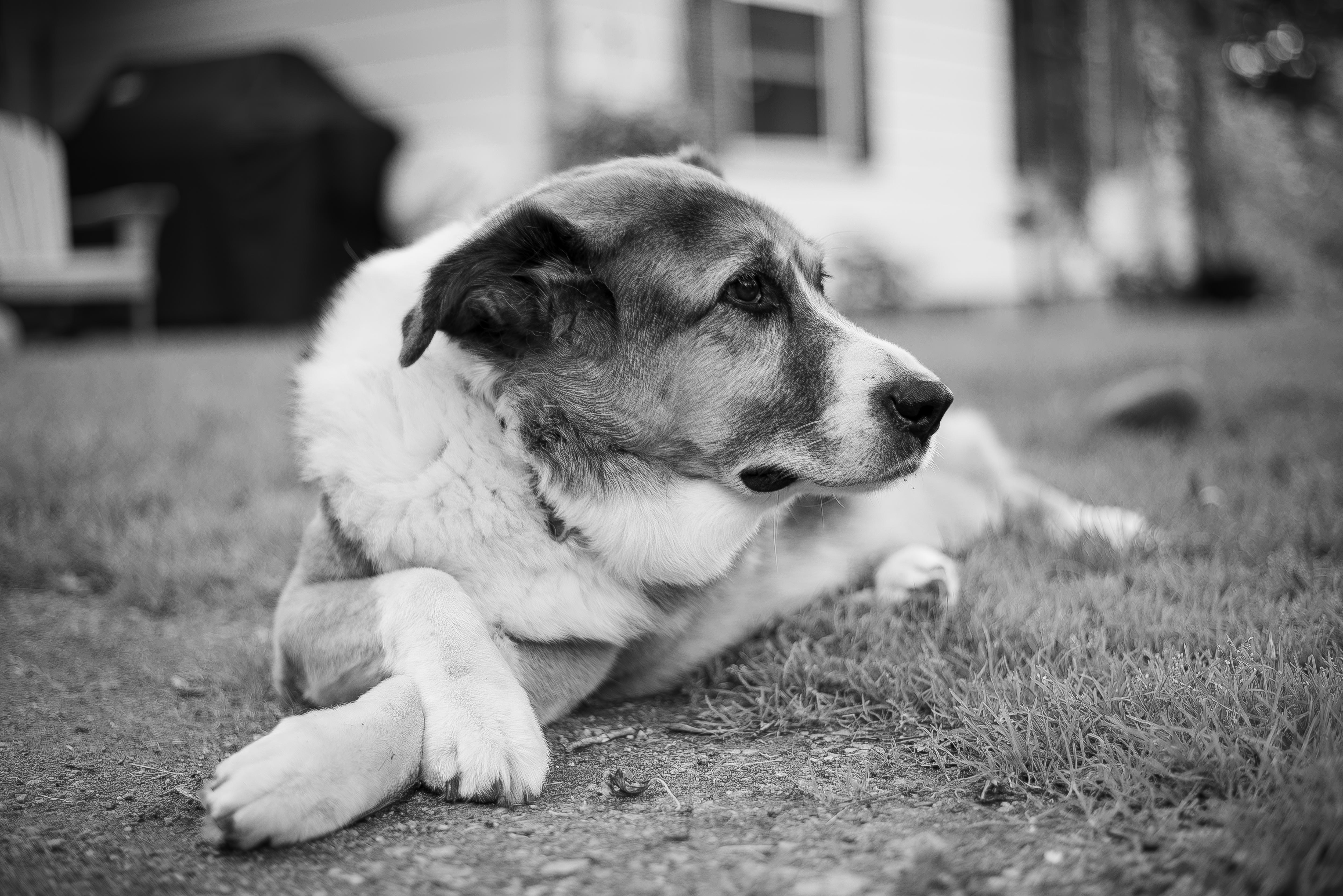Goodnight, Sweet Pea: A Heartfelt Farewell