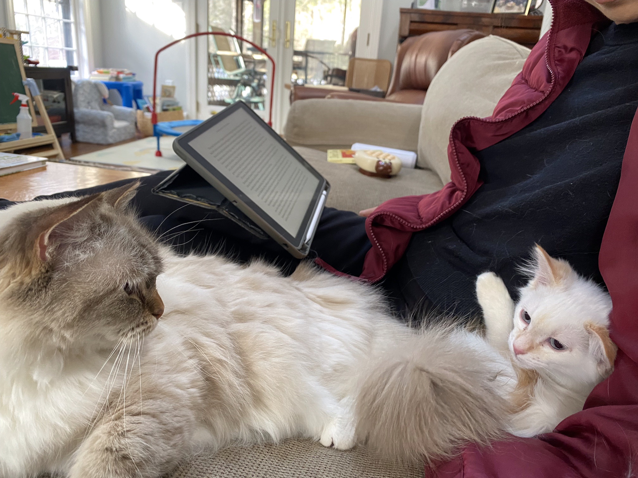 Adorable new kitten snuggles up with her big sister, the Ragdoll