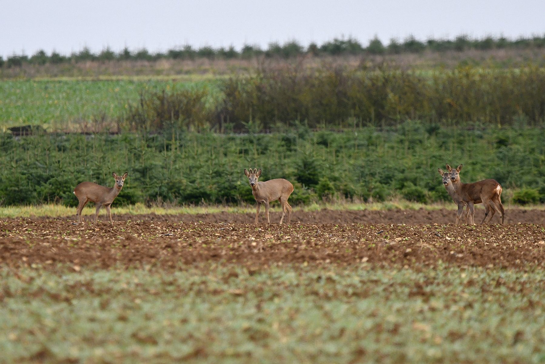 Exploring Chevreuils in Vienne, France: December 24th Adventure