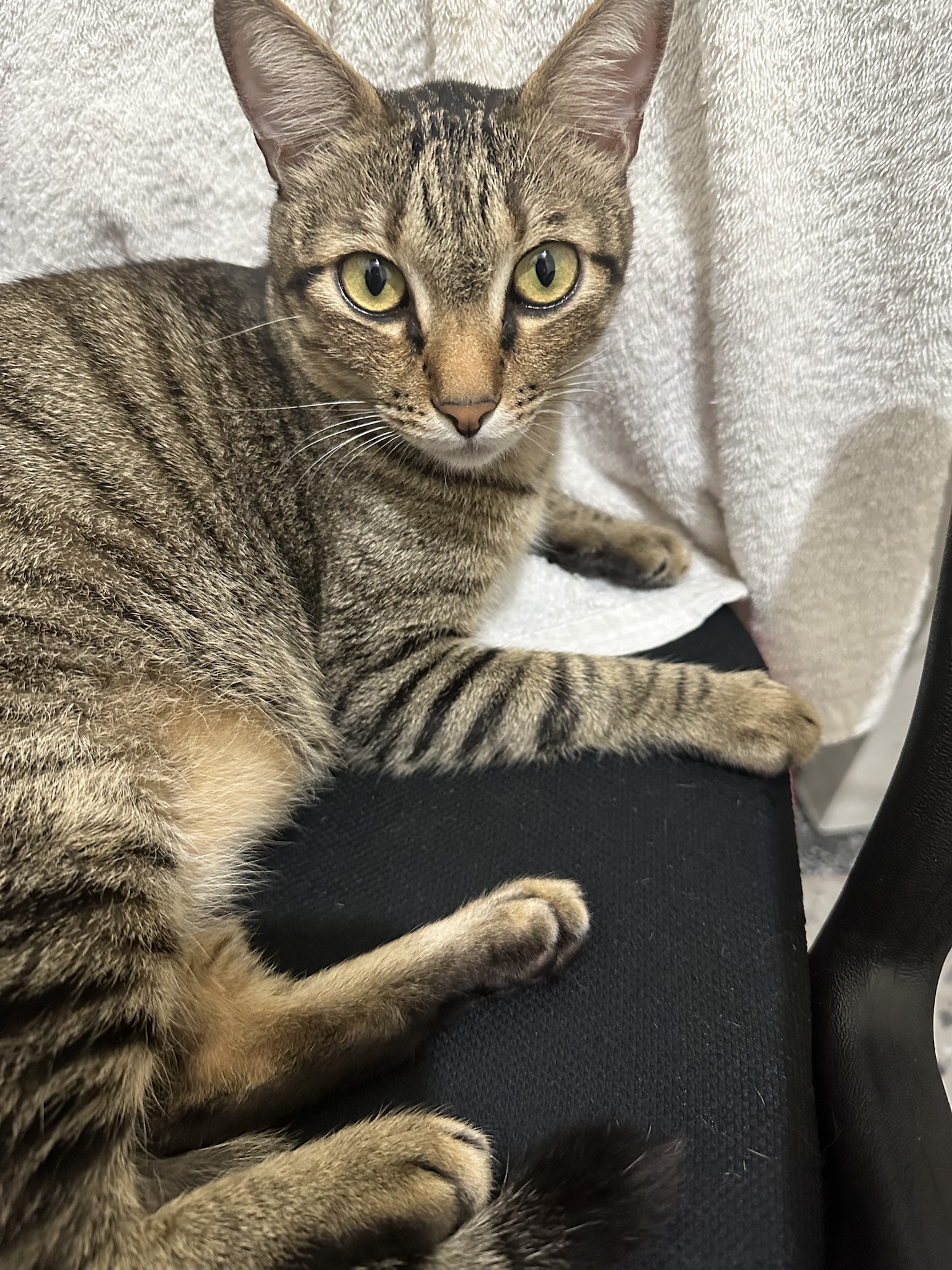 The Ever-Adorable Cat