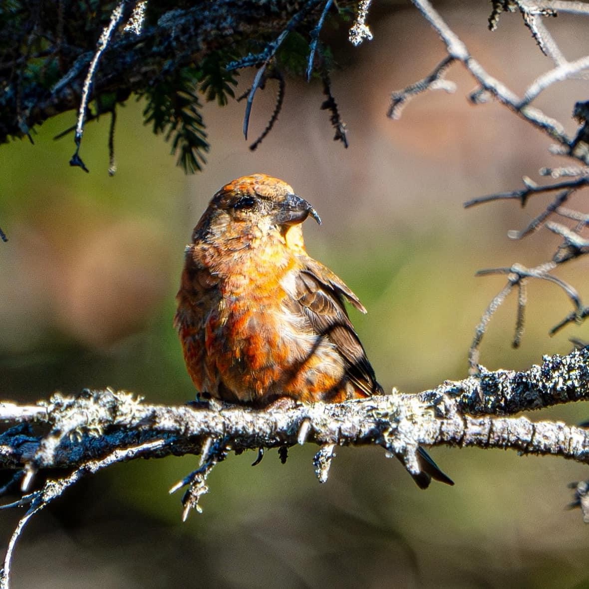 The Striking Beauty of the Red Crossbill