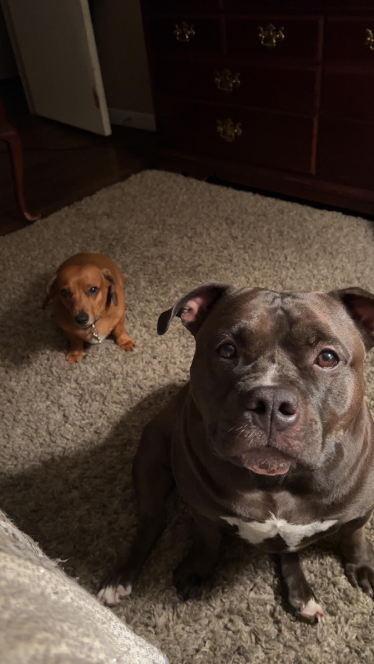 Dynamic Duo: Izzy and Scrappy Take the Spotlight