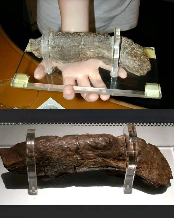 Did you know the largest human poop ever recorded came from a Viking? Found in York, England, measuring 20cm long in 1972!