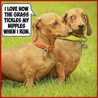 The Joys of Dog Memes: A Furry Friend's Humor