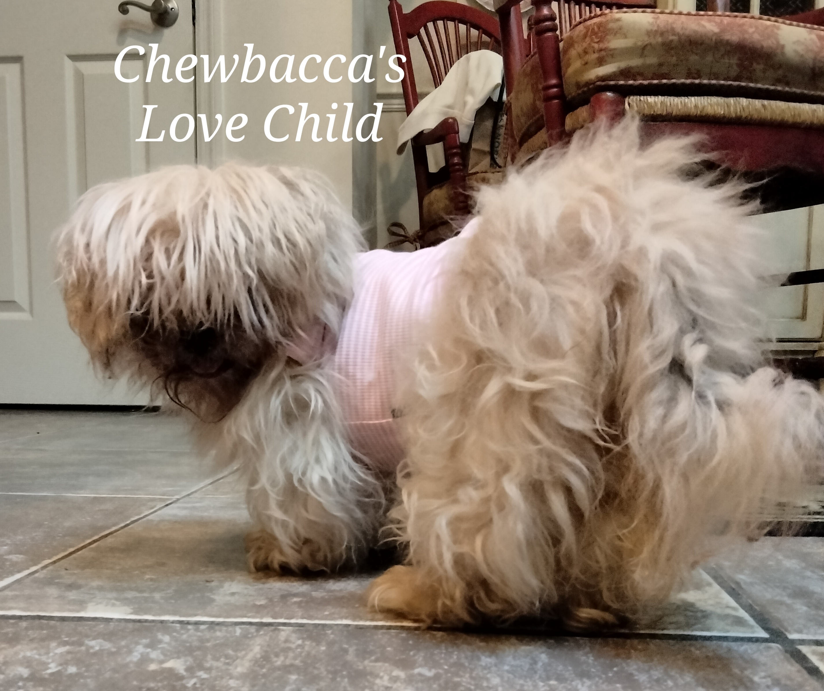 Chewbacca's Unexpected Offspring
