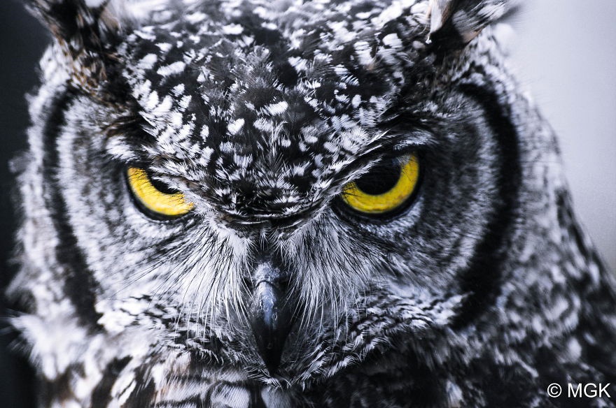 Check Out This Superb Owl!