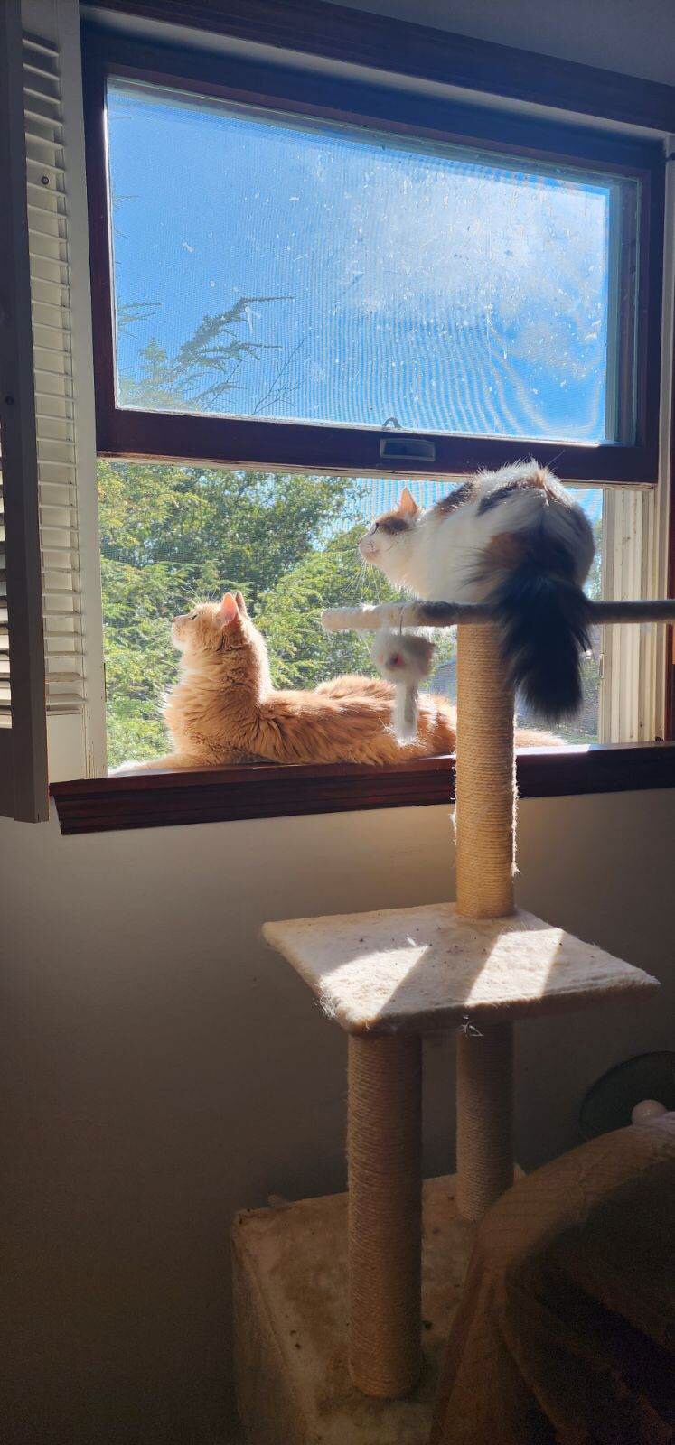Adorable Kitties Taking Over the Internet