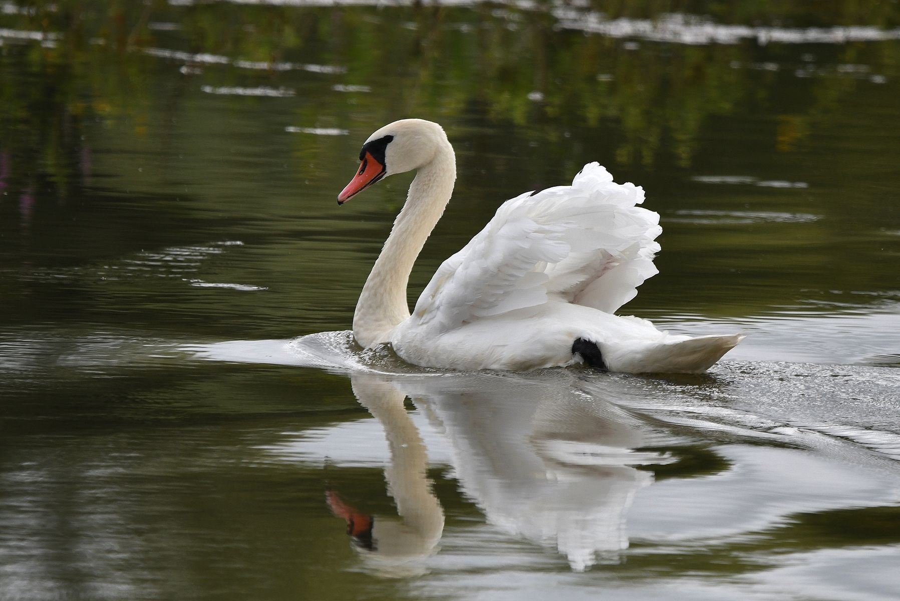 Cygne Tuberculeux: A Glimpse from France, Department of Vienne, 08/24