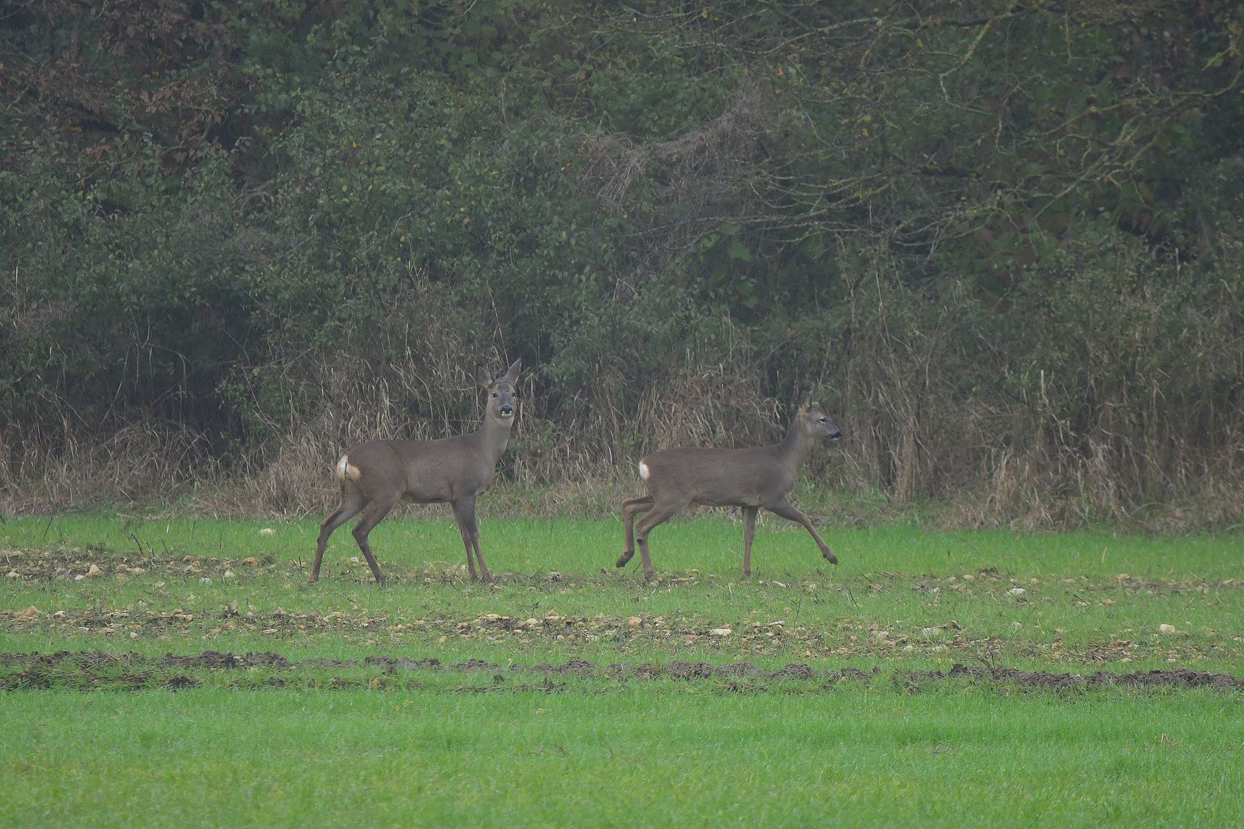 No Need for a Car to Spot Deer in Vienne, France - 11/24