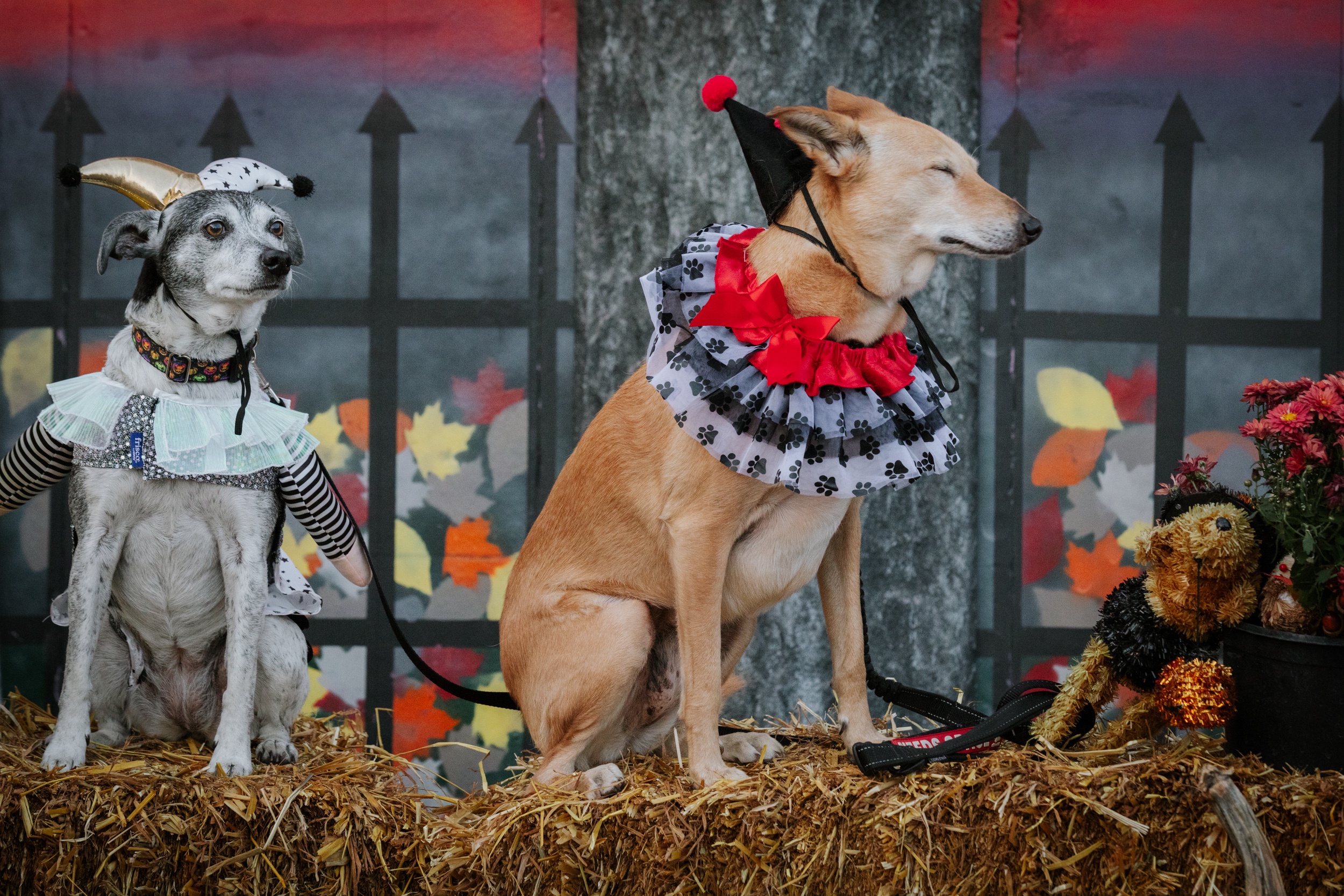 Get Ready for Howl-O-Ween 2024: A Spooktacular Event!
