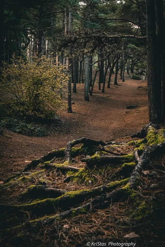 The journey ahead unfolds on the path.