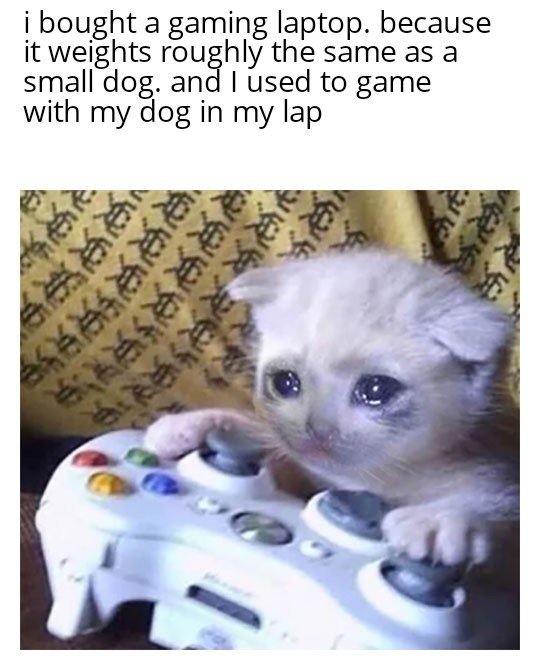 After Eight Years, Time to Consider a New Dog Once Studying is Done