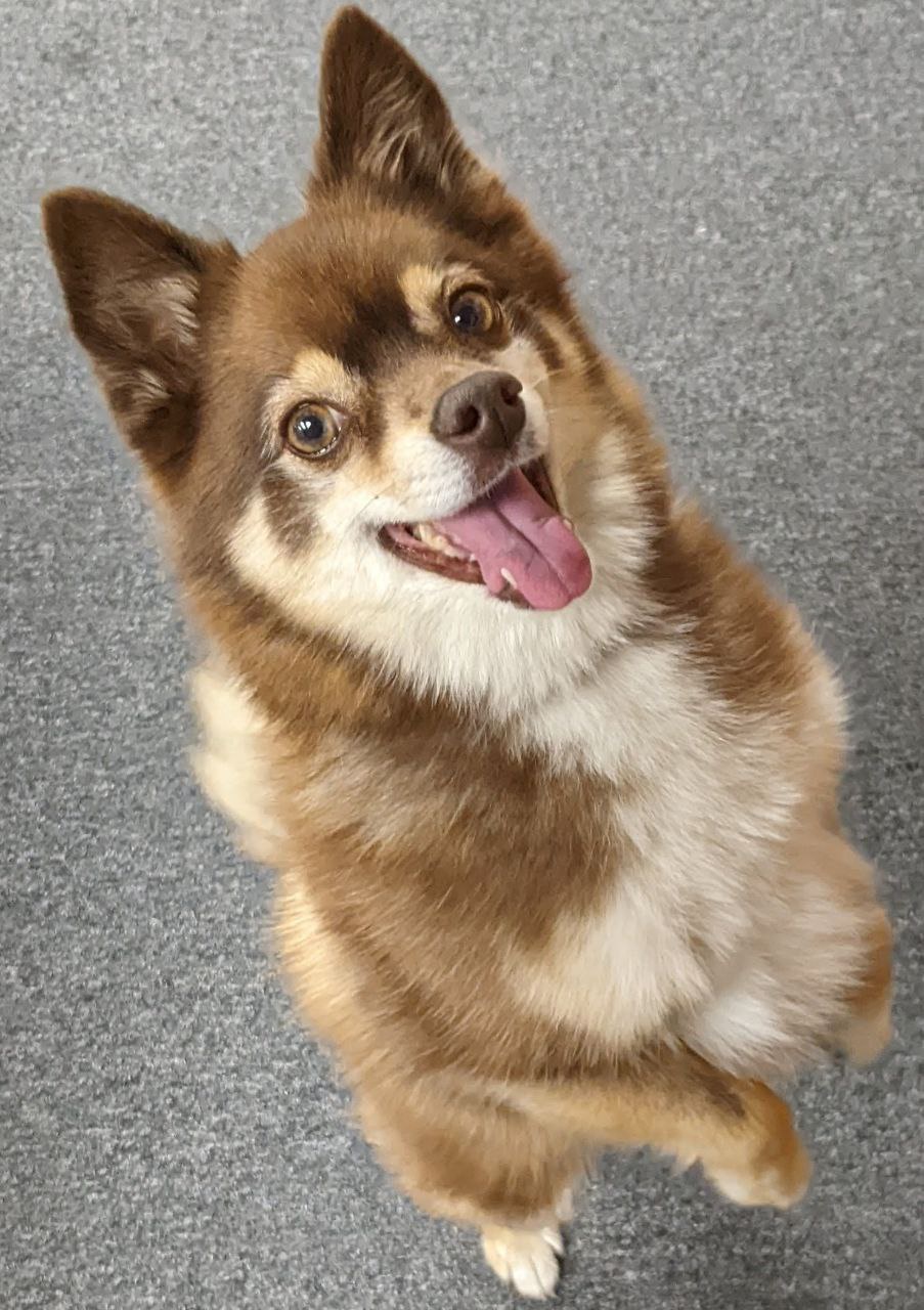 Pomsky Poses: Adorable Moments Captured