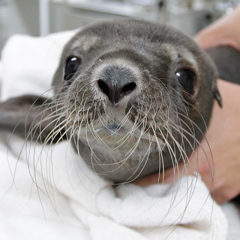Just a Seal Chillin’