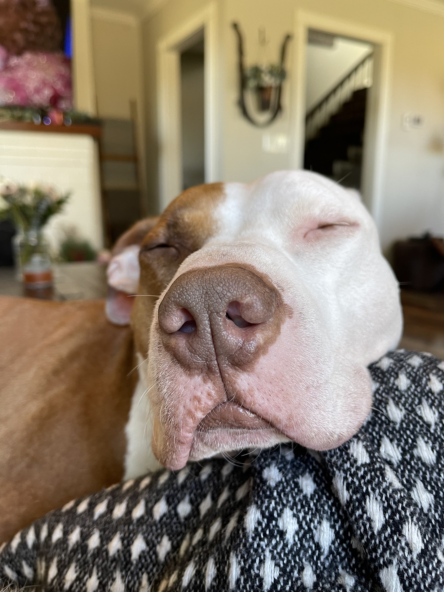 The Joy of Booping This Adorable Snoot