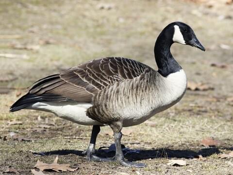 The Majestic Goose: A Feathered Legend