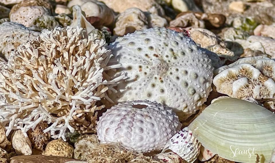 A Collection of Beautiful Shells