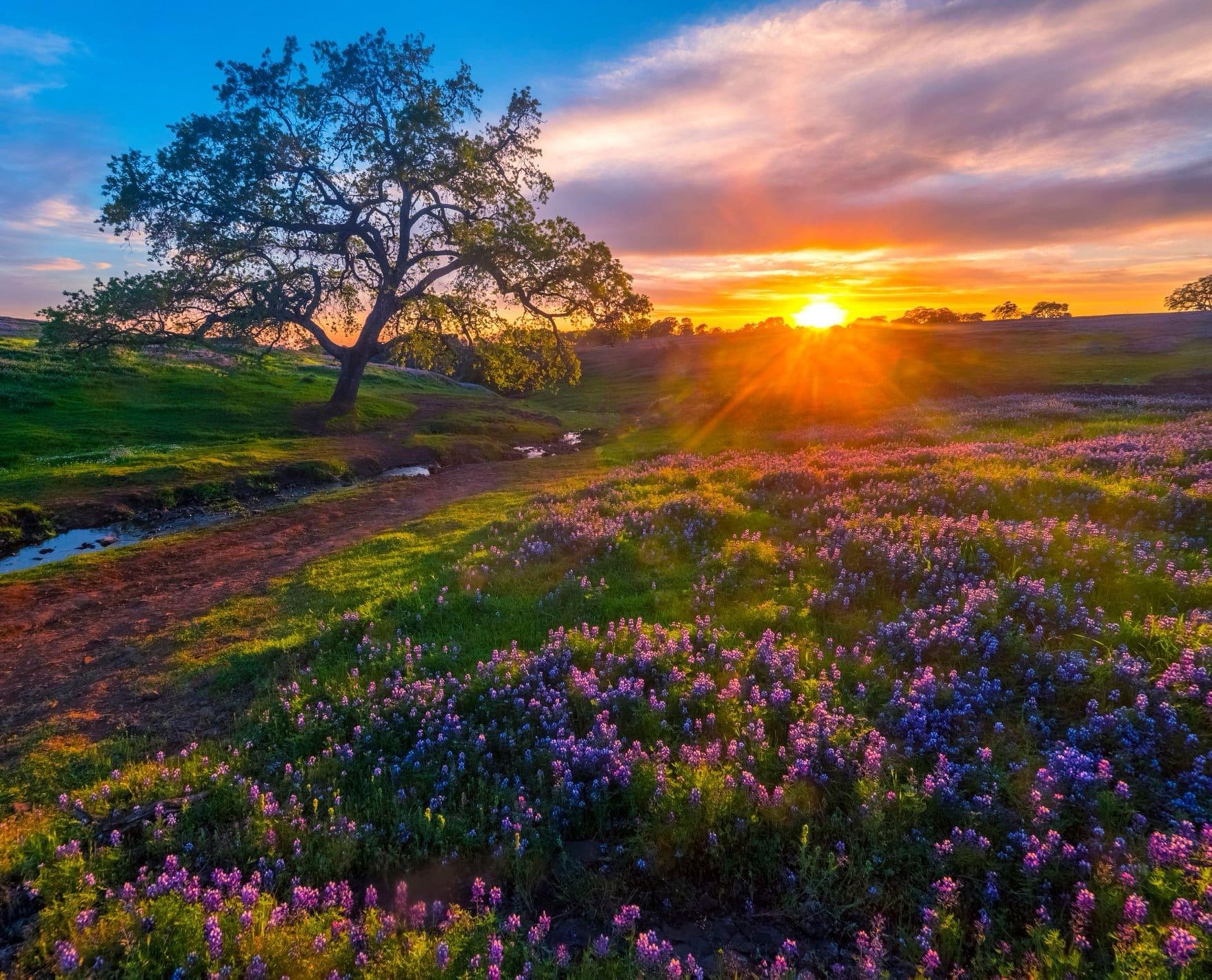 Chasing the Dawn: The Beauty of Sunrise