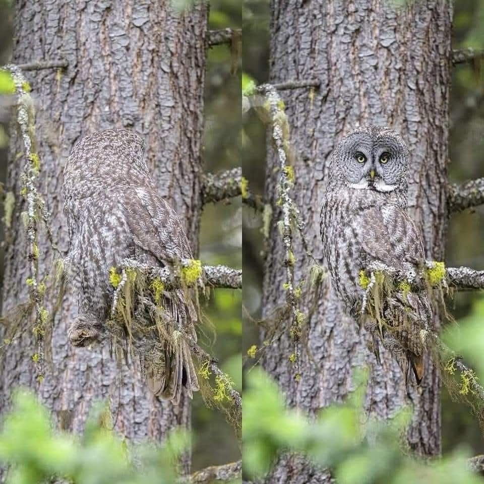 Stunning Photography by Alan Murphy: Nature's Perfect Camouflage is Almost Indistinguishable