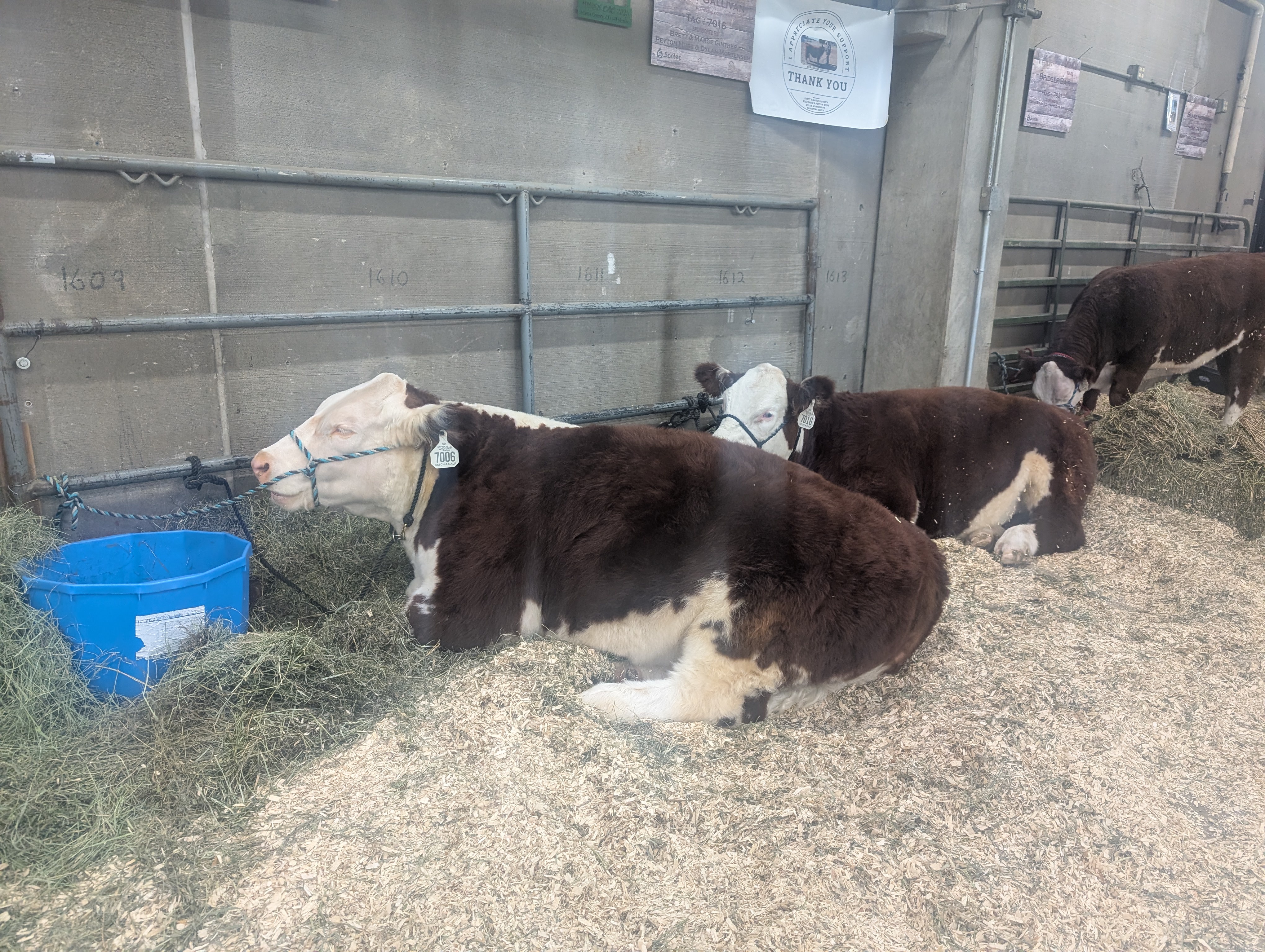 Greetings from the National Western Stock Show in Denver!