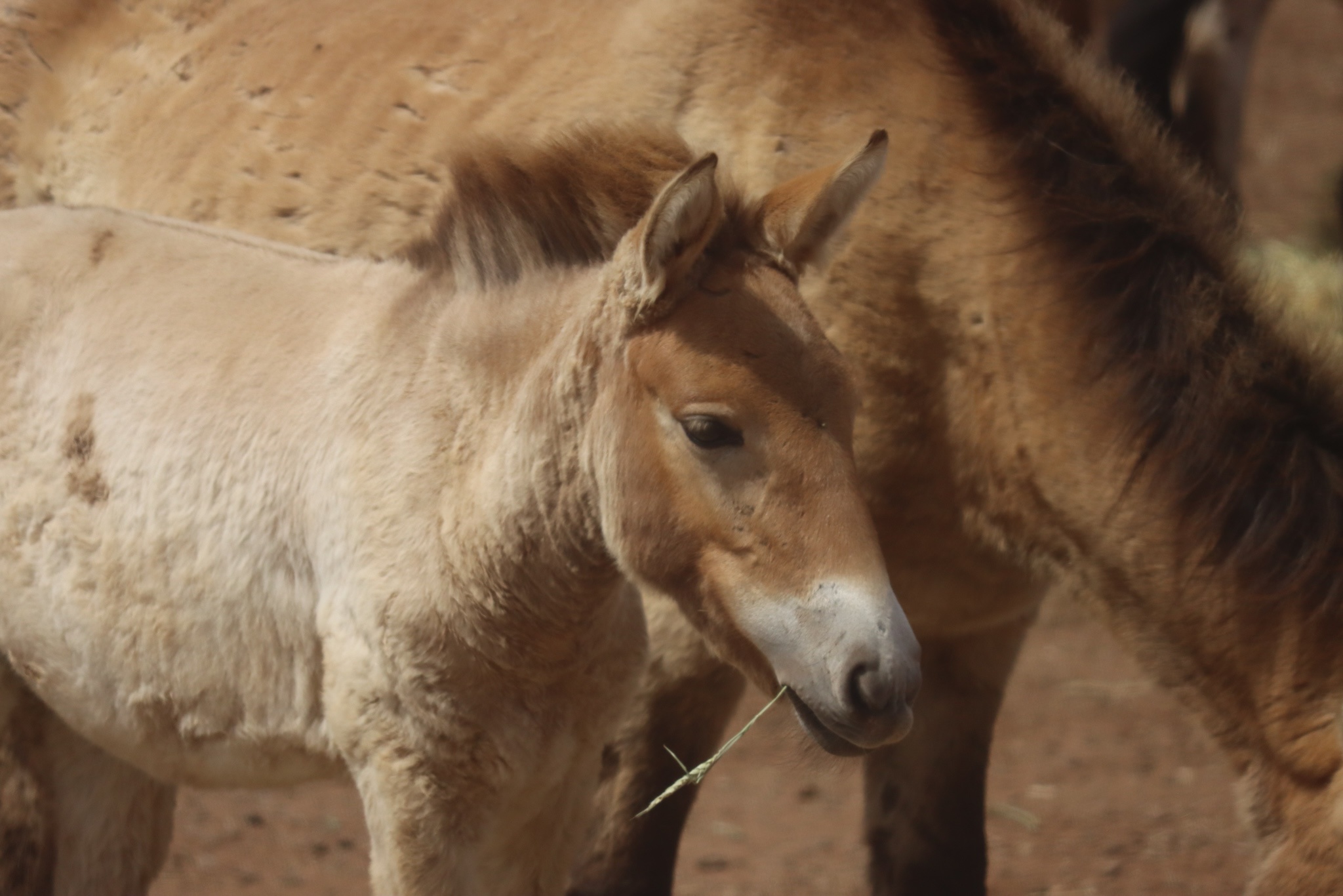 Monarto Zoo showcases amazing wildlife!