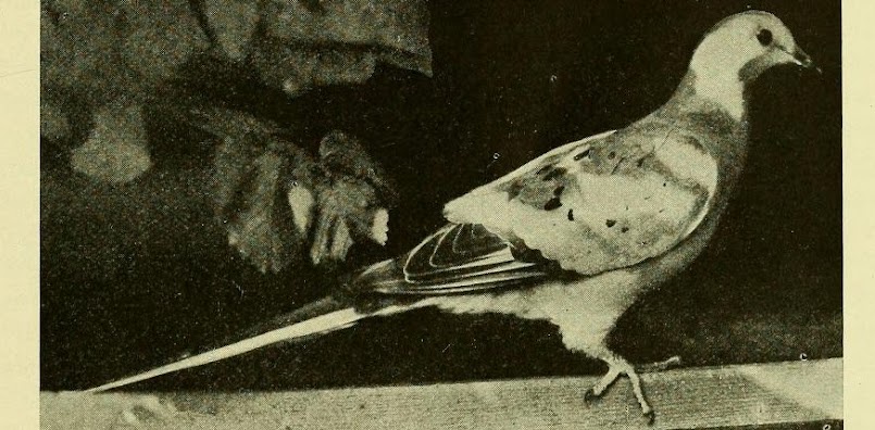 Rare Find: Possible Piebald Passenger Pigeon from the 1890s