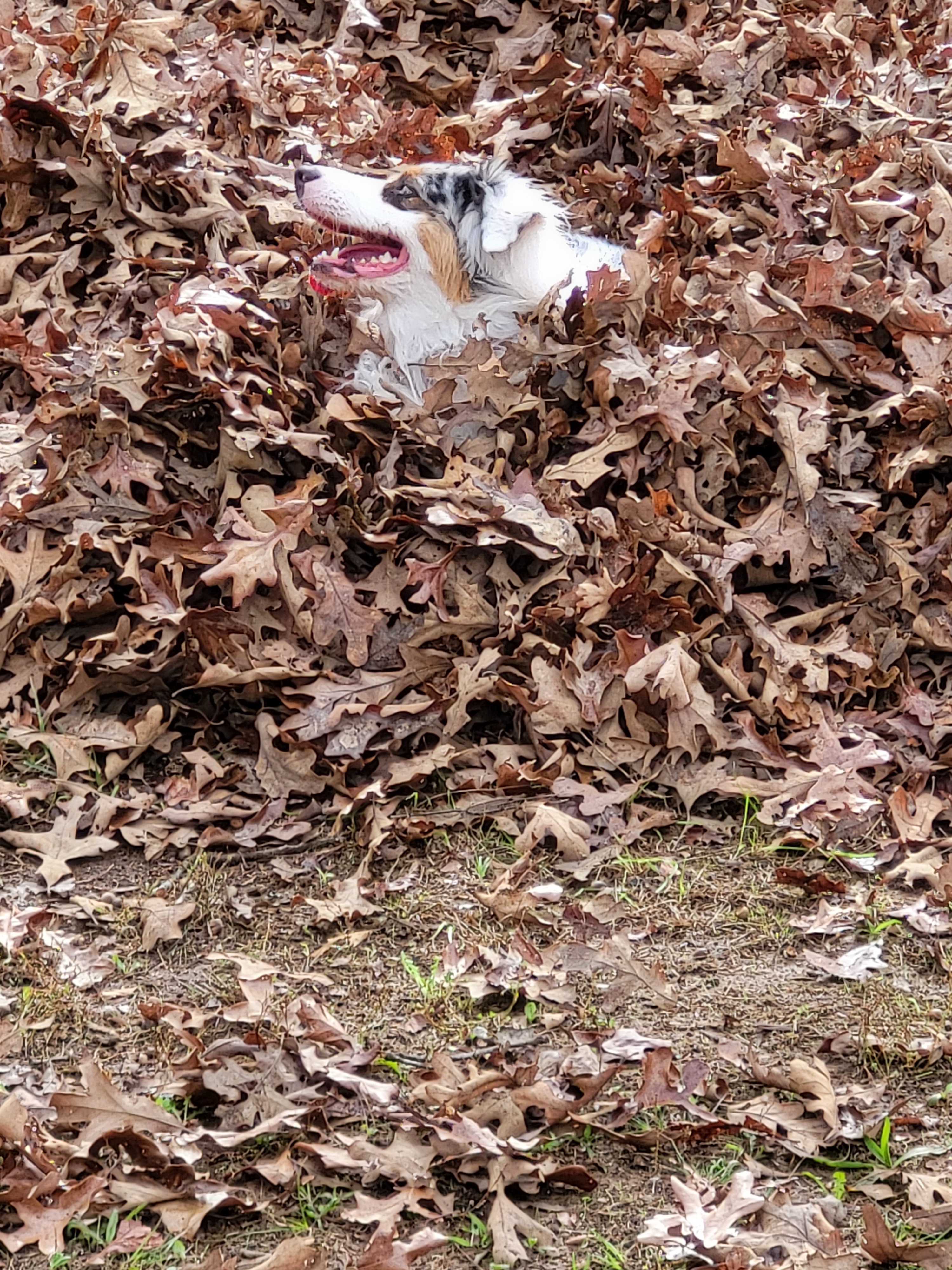 Sadie Proclaims the Arrival of Autumn
