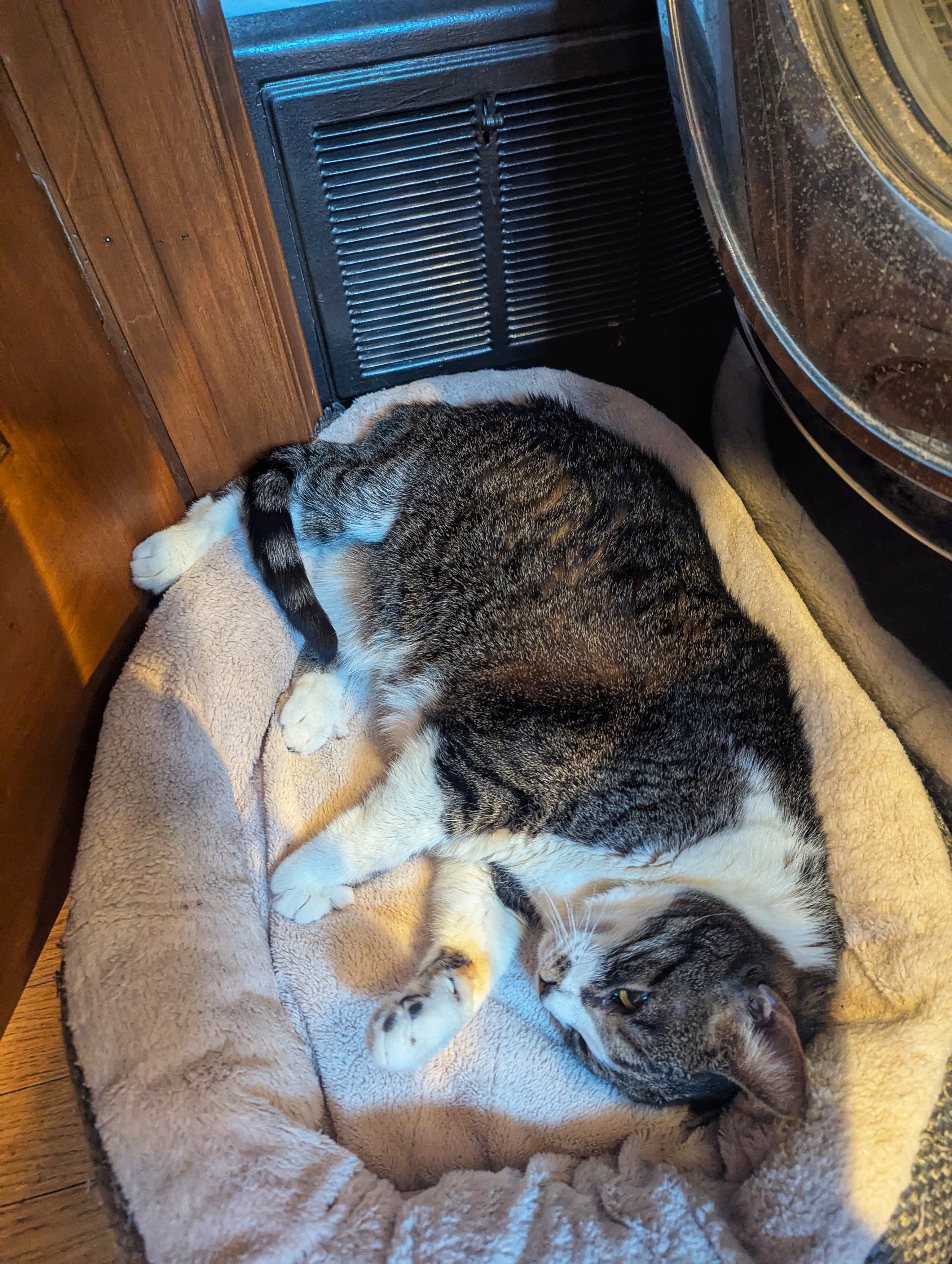 The Cozy Cat: Enjoying Life by the Heater Vent