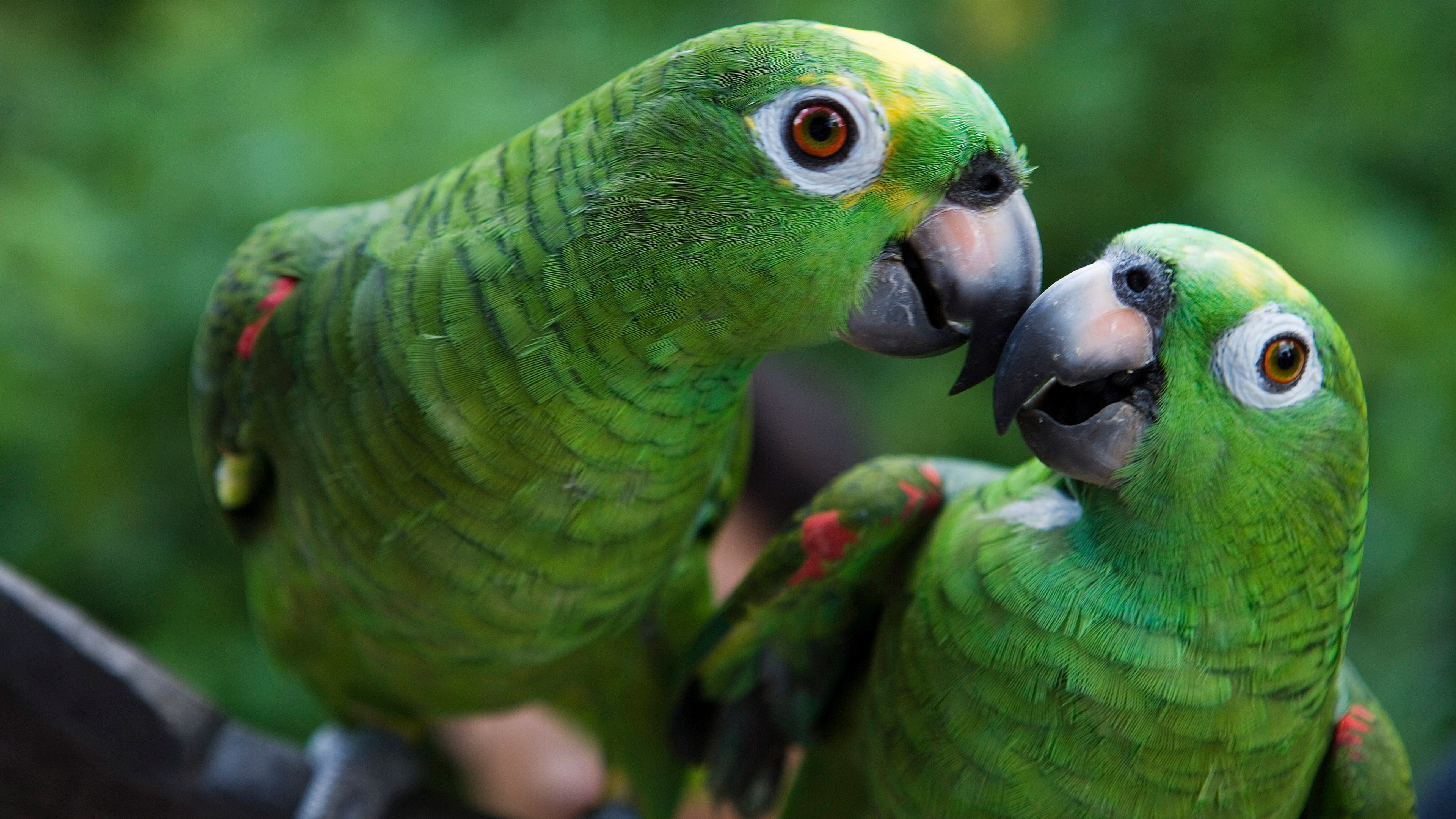 Meet this adorable duo of parrots!