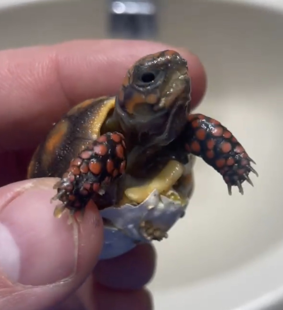 Hatching Success: A New Beginning!