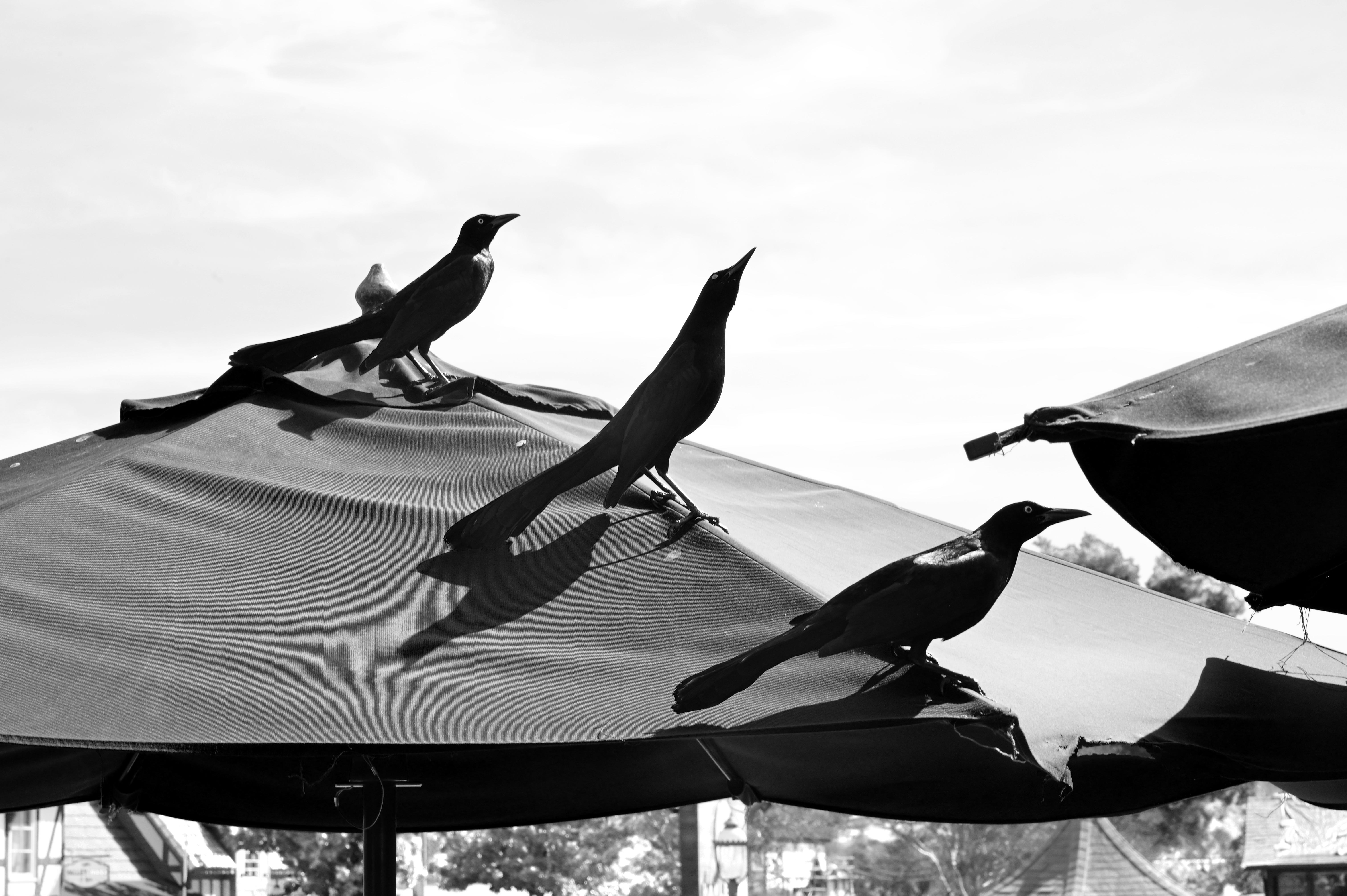 The Mysterious Black Wings