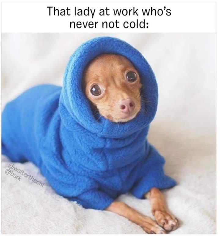 A Meme Collection with a Selfie Surprise at the End – Sorry Not Sorry!