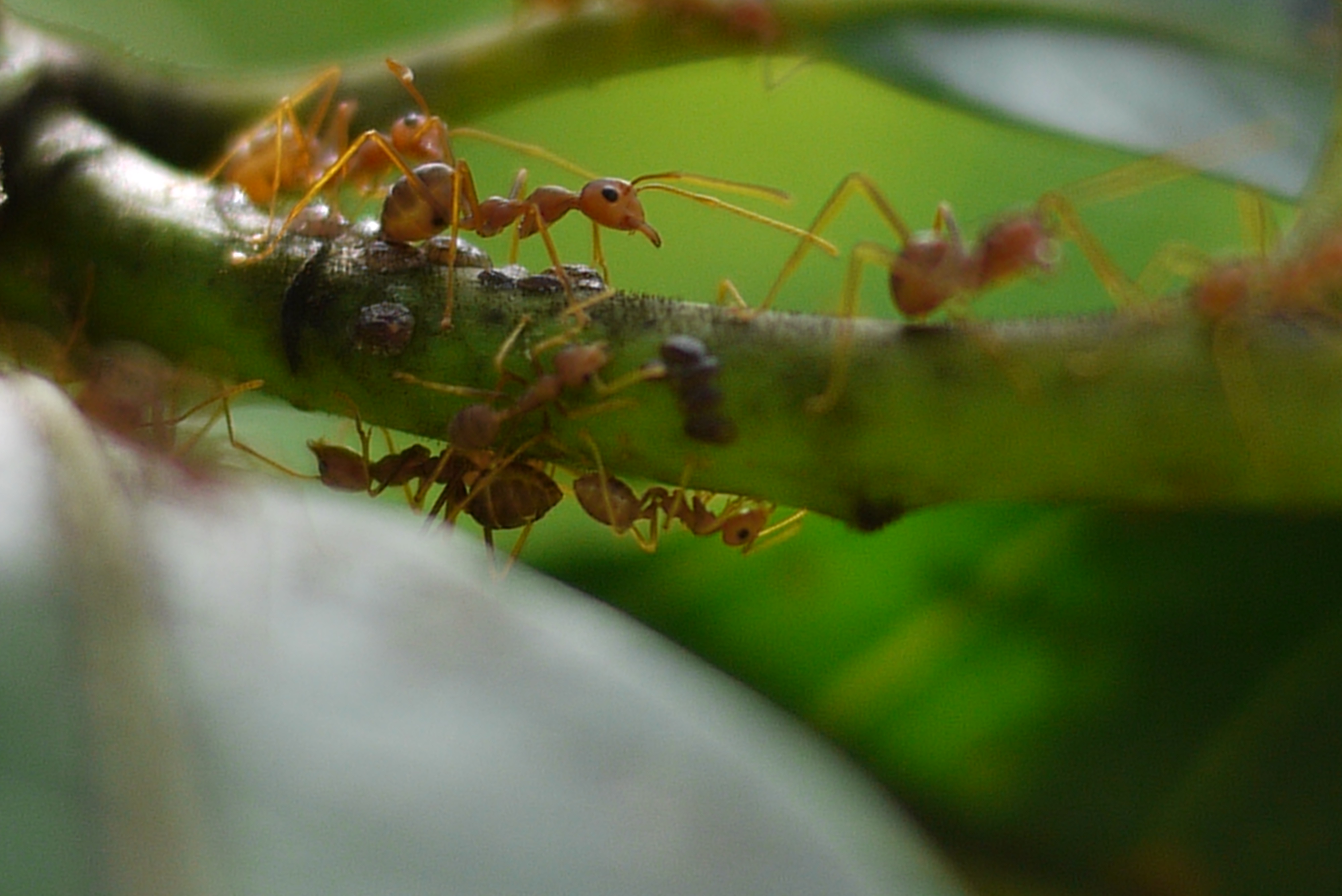 The Emerald Weaver Ant Making Its Home in a Mango Tree