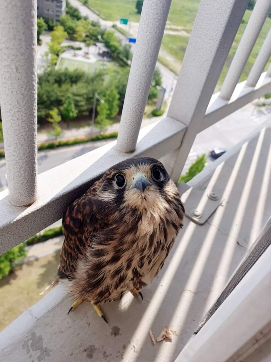 Meet Birdy: The Feathered Friend