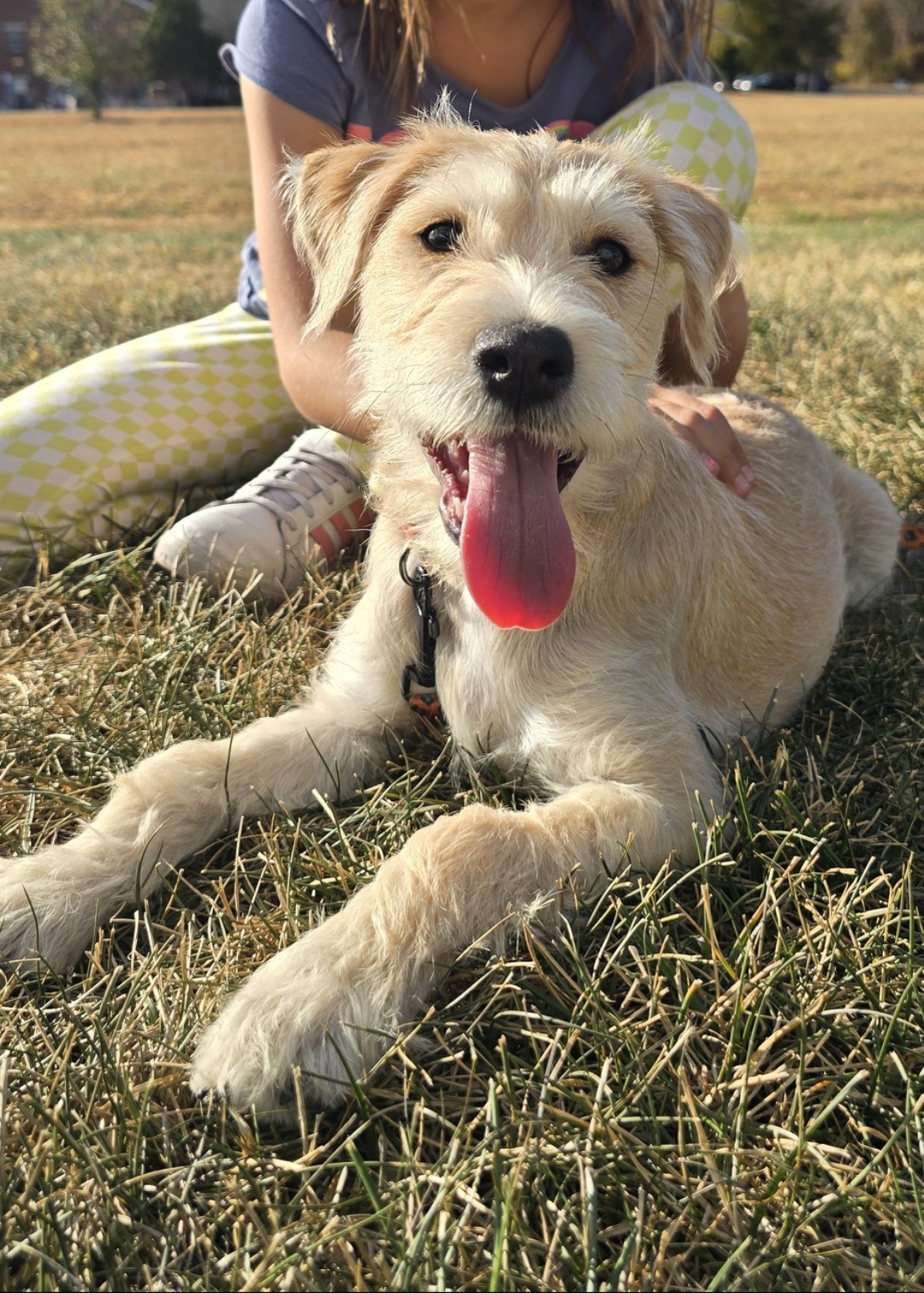 Adorable Doggy Moments