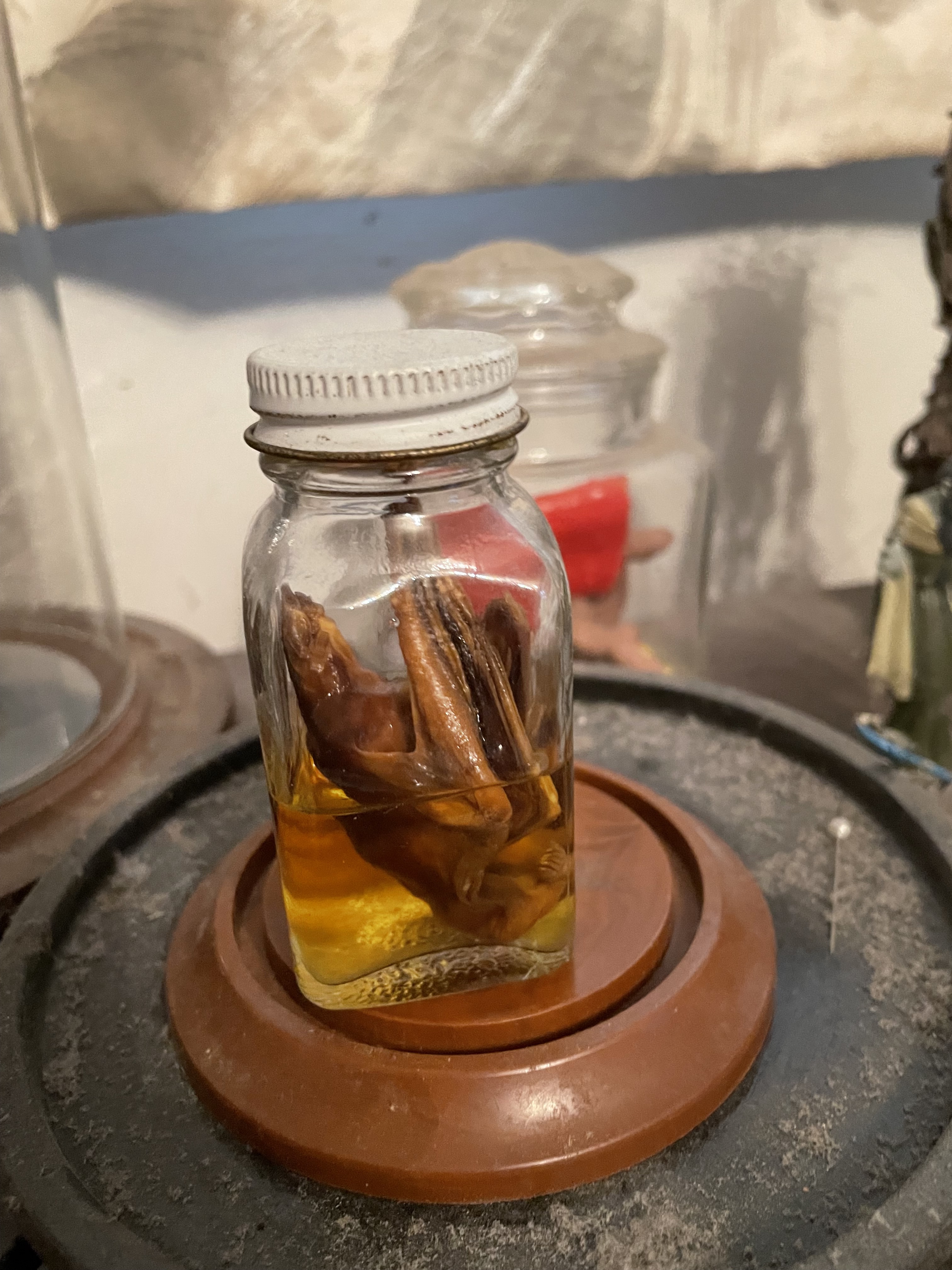 A Bat Preserved in Formaldehyde