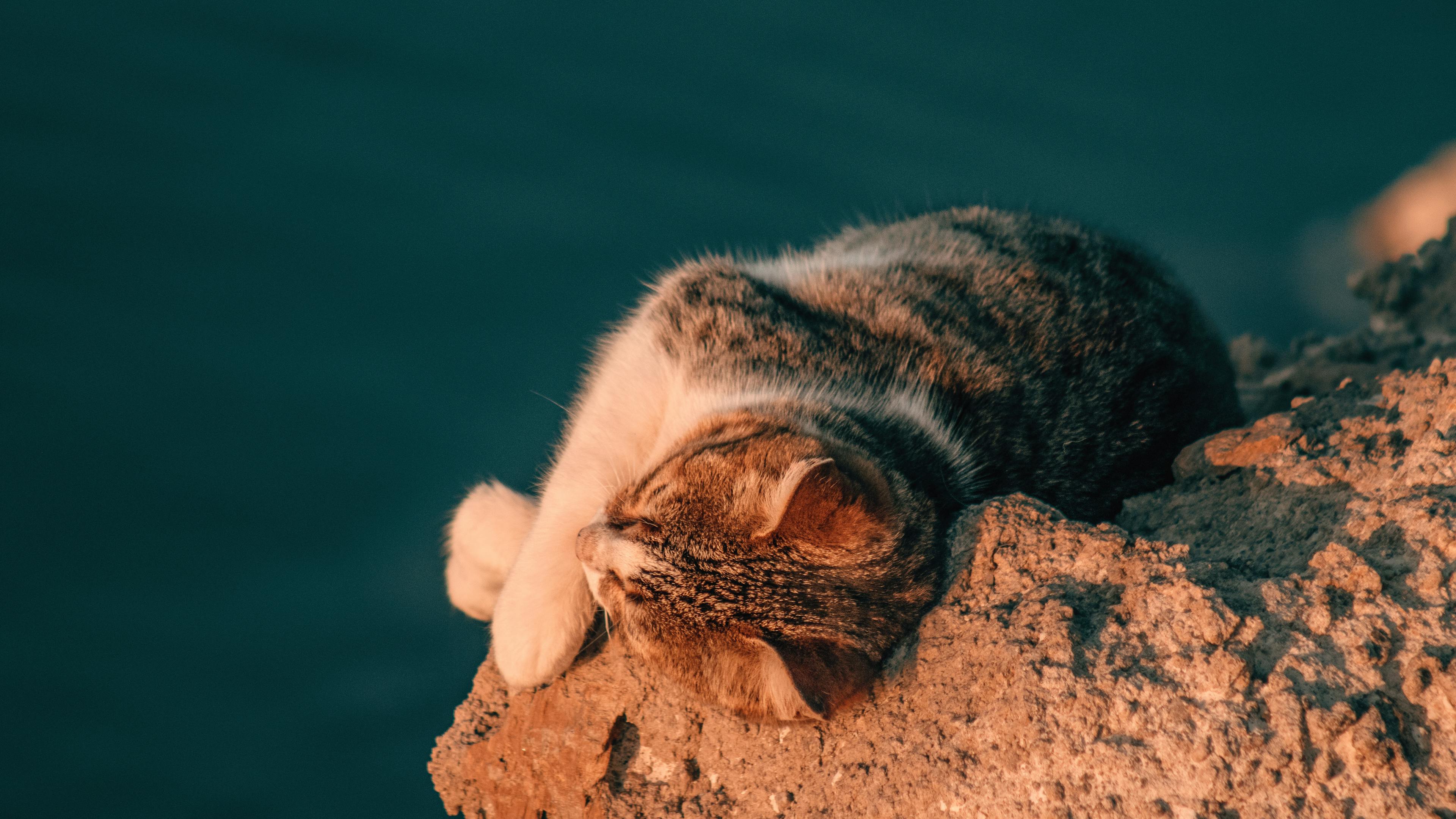 A cat's serene sunset view from its rocky perch