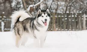 Exploring Different Dog Breeds: An Educational Guide