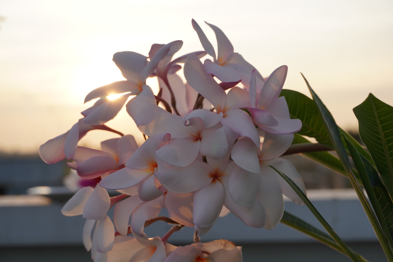 A Beautiful Bloom: Nature's Floral Wonder