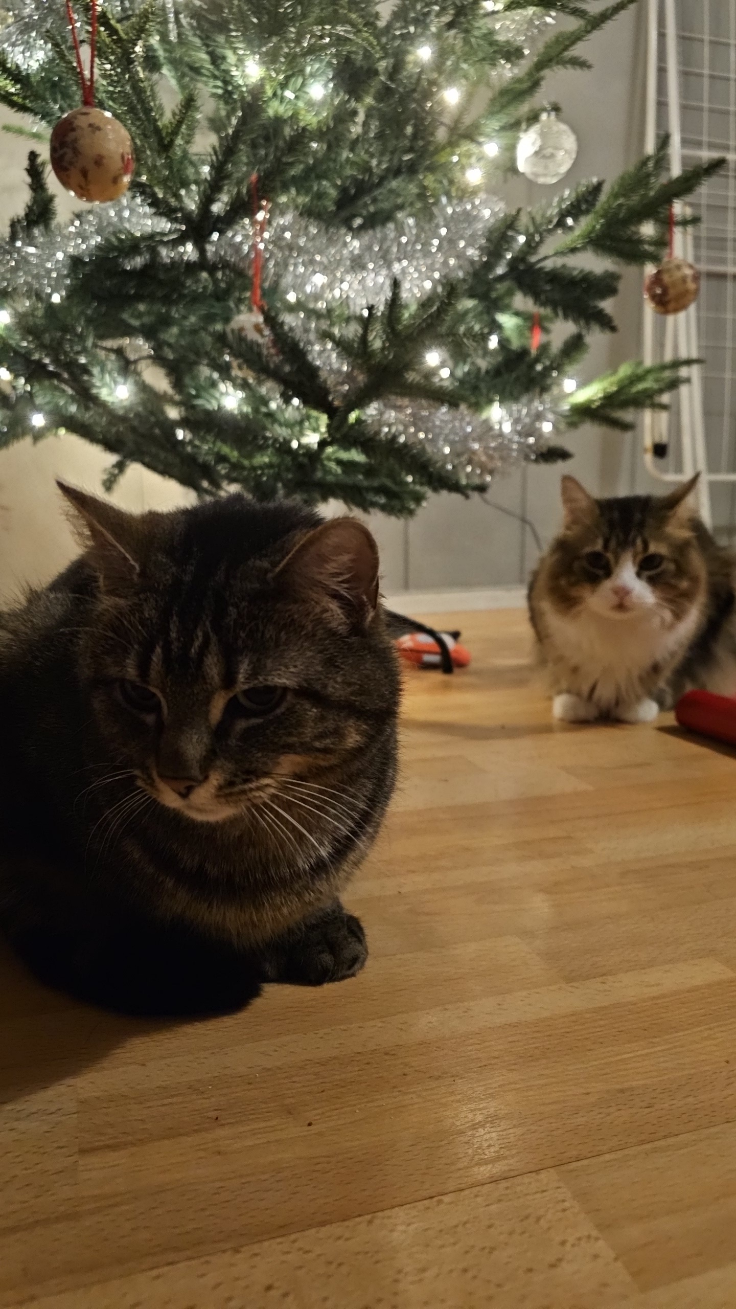 Cats in their festive glory!