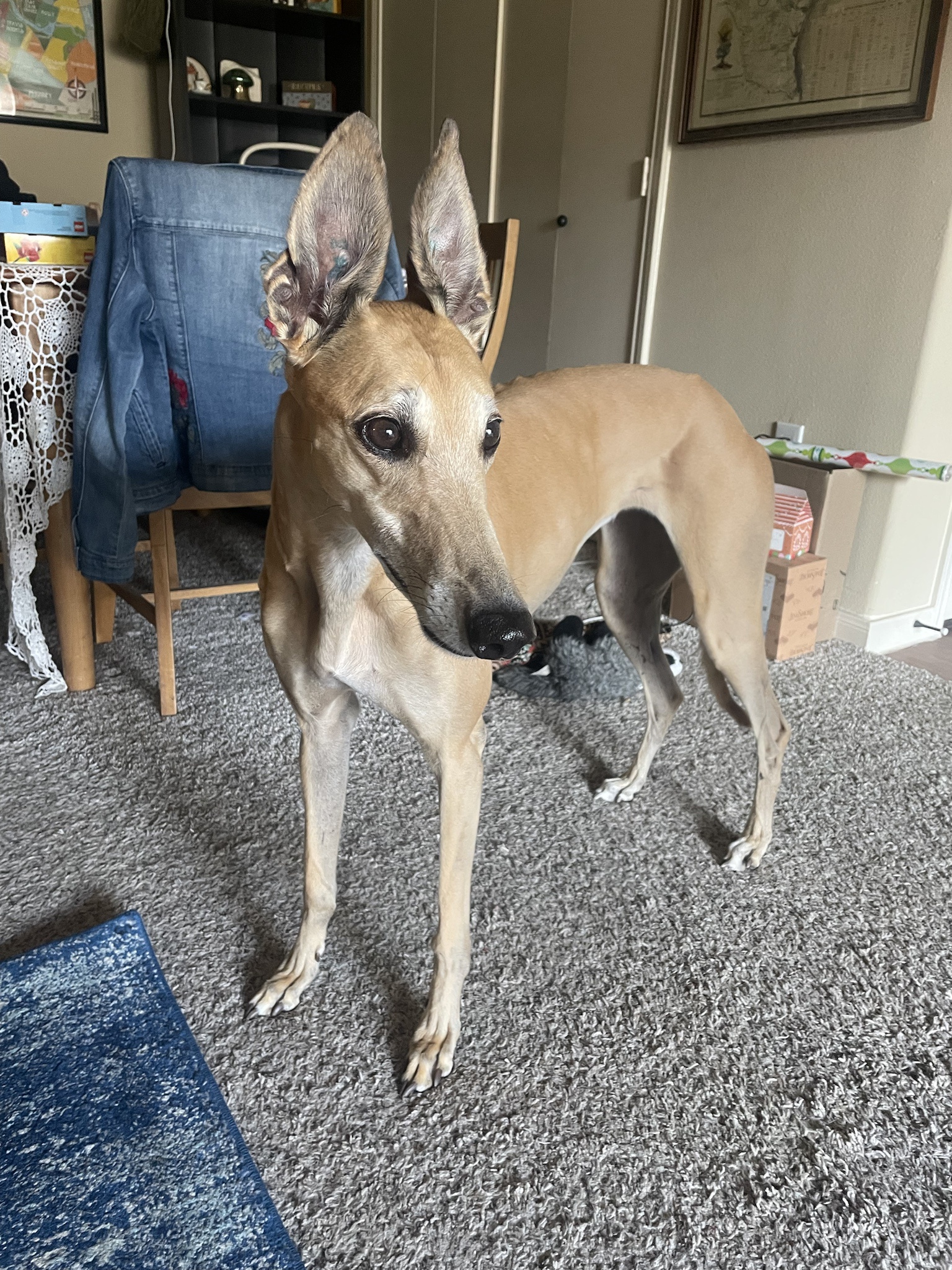 The Intermission Dog: A Break Time Delight