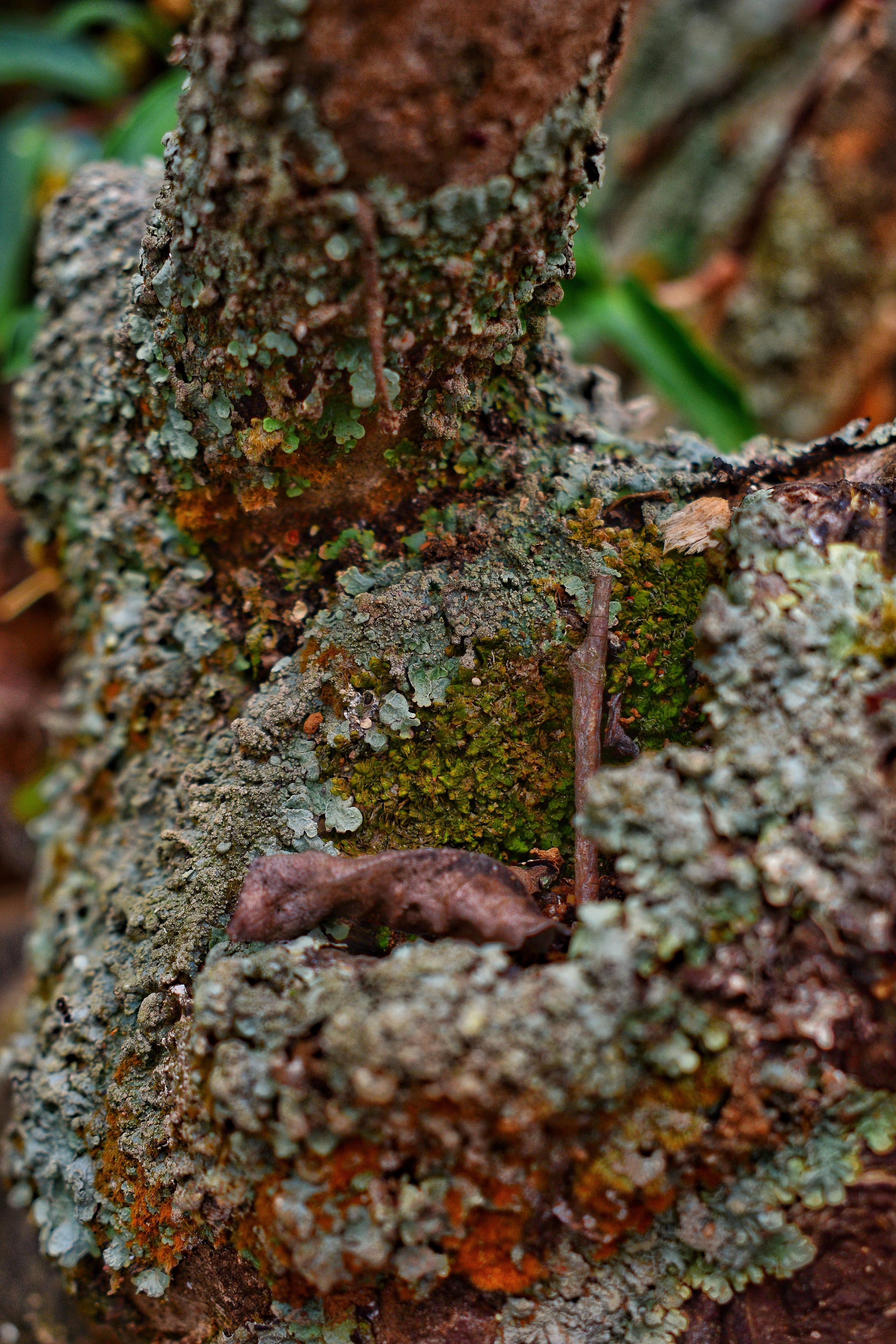 A close-up look at tree bark: appreciating the intricate details