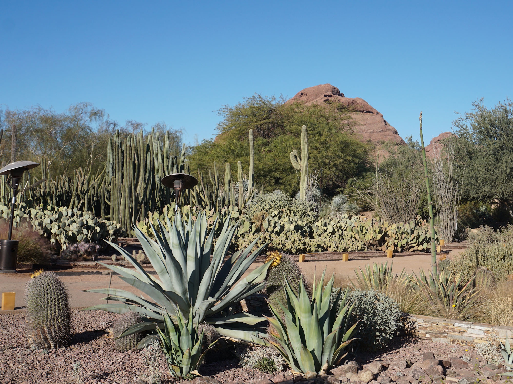 Exploring the Beauty of Desert Botanical Gardens