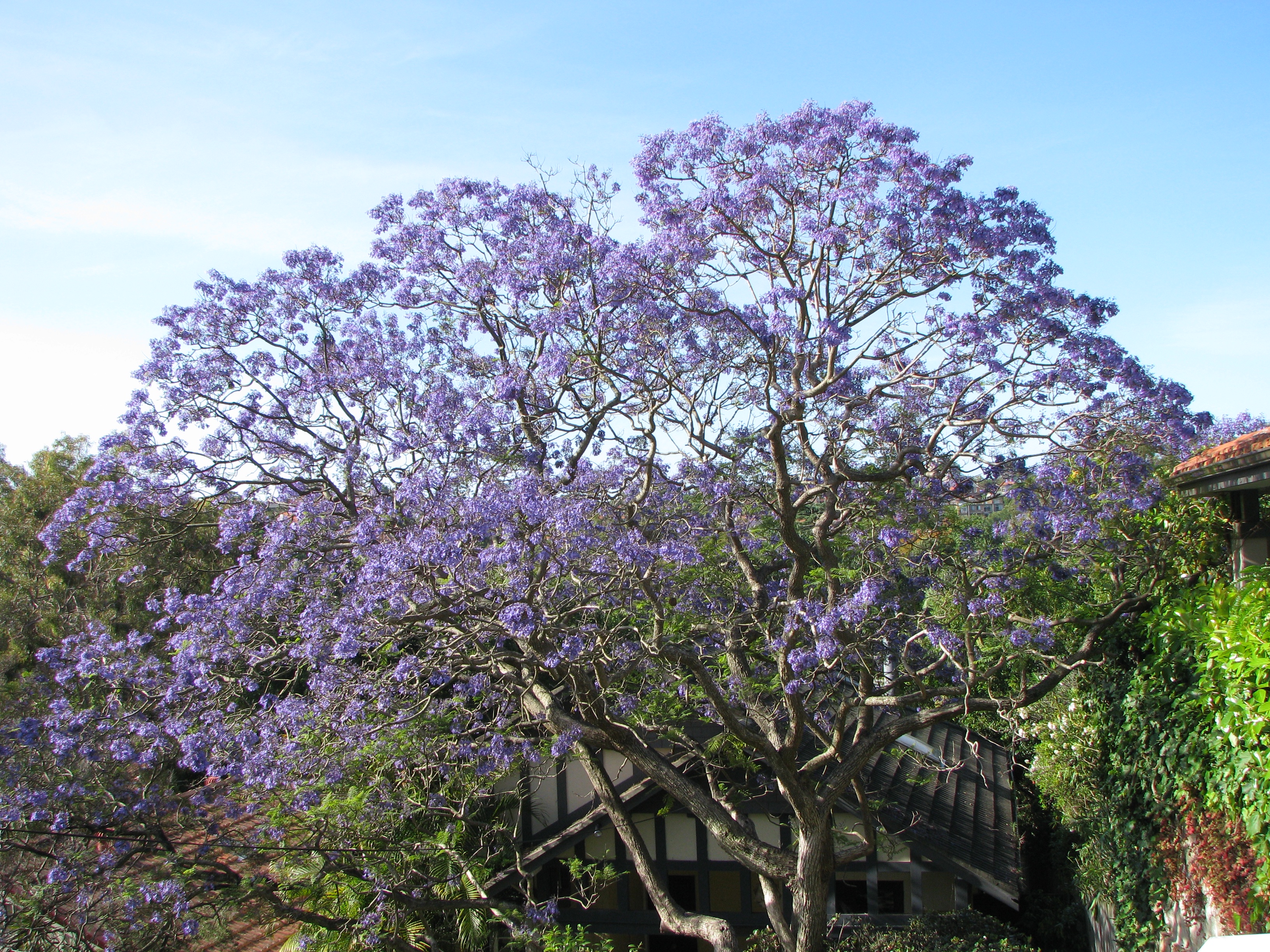 Stunning Sydney Jacaranda in full bloom!