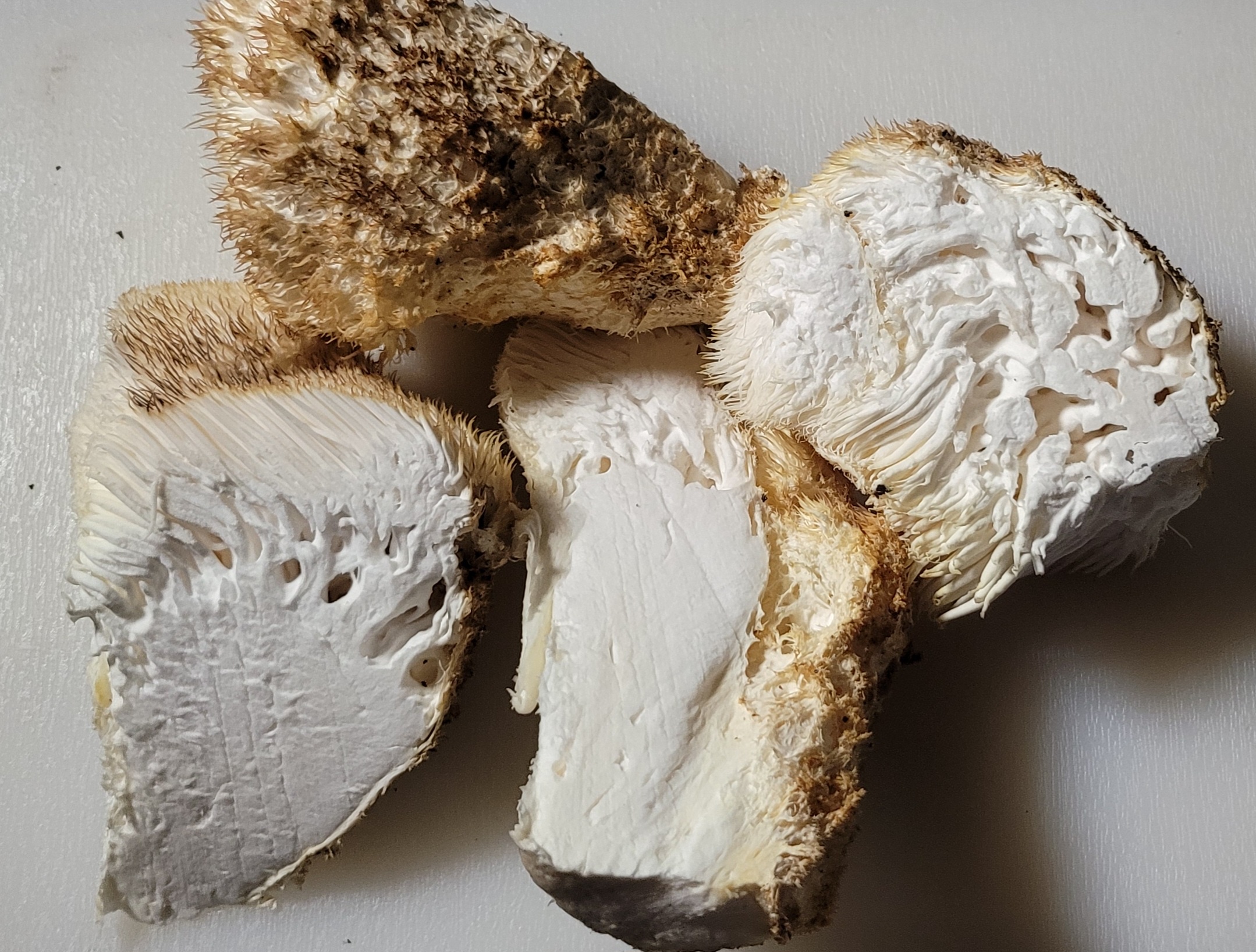 Discovering Lion's Mane Mushroom in Northeast Texas