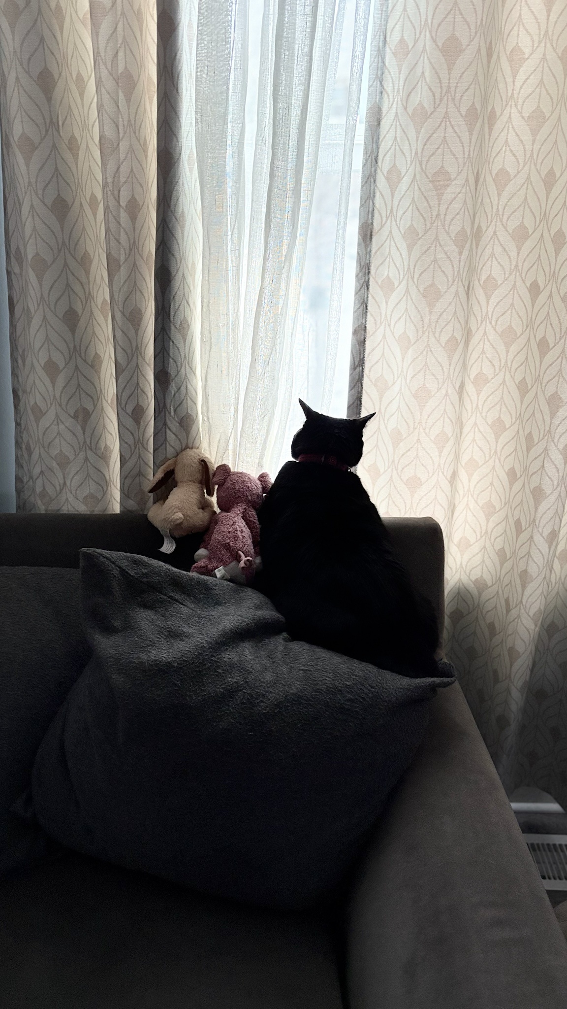 Sushi gazes outside with her plush companions.