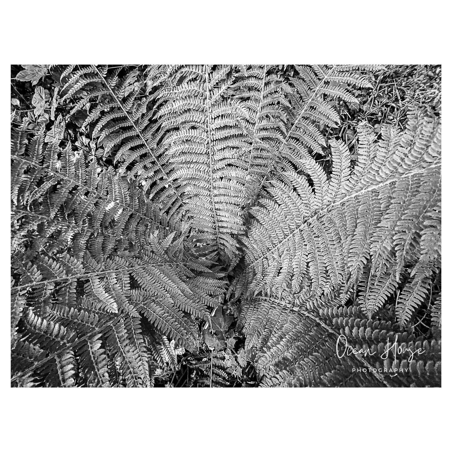 A Beautiful Collection of Ferns
