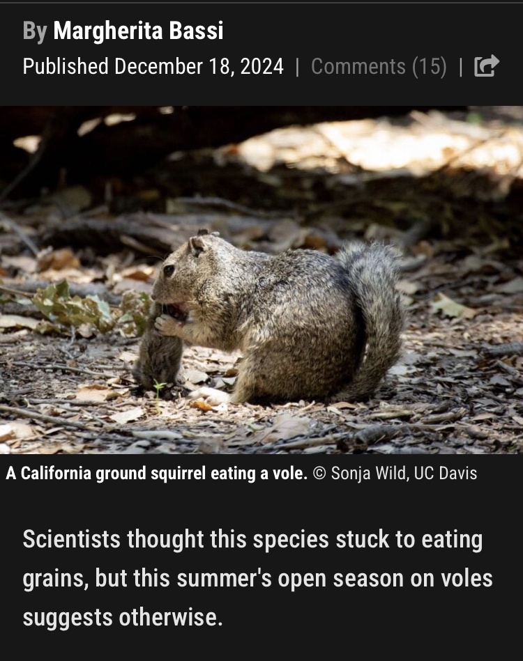 Squirrels Spotted Hunting and Eating Meat for the First Time!